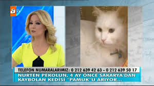 4 Ay Once Sakarya Da Kaybolan Kedi Pamuk Araniyor Muge Anli Ile Tatli Sert 1785 Bolum Atv Youtube