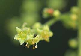 Image result for Searsia refracta