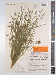 Image result for Microcharis annua