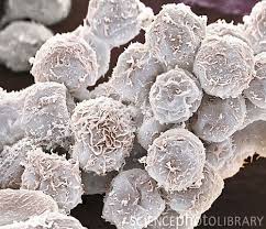 Pin On Medicine Science L Avenir