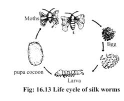 Maybe you would like to learn more about one of these? Life Cycle And Silk Cultivation