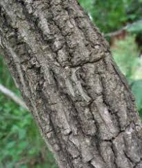 Image result for Bridelia ferruginea