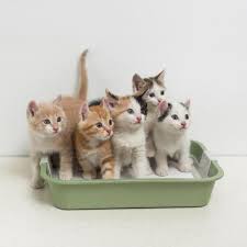Deux Chats Peuvent Partager La Meme Litiere Decouvrez Ce Qui Est Bon Pour Eux