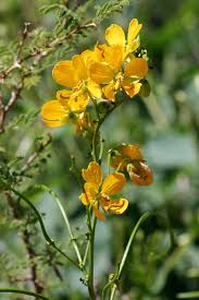 Image result for Senna hirsuta