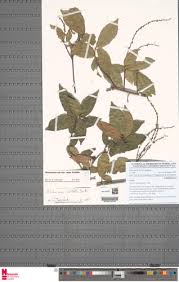 Image result for Alchornea hirtella