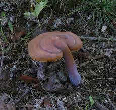 Image result for Ganoderma curtisii