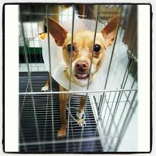 See veterinary medical centre is a veterinarian based in sri petaling, kuala lumpur. See Veterinary Medical Centre Seputih Kuala Lumpur Kuala Lumpur