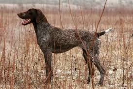 Your puppy has started training and is hitting the field, and. German Shorthaired Pointer Training German Shorthaired Pointer Puppy Information