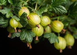 We did not find results for: Stachelbeere Invicta Ribes Uva Crispa Invicta Gunstig Online Kaufen