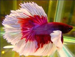 Awesome Betta Fish Betta Fish