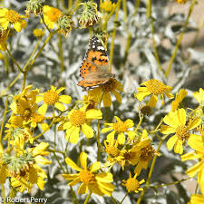 Image result for Embelia multiflora