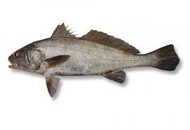 The lower third of the body varies from white to pinkish. Fish Identification Suntag