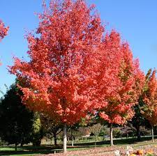 This tree is a main component of the eastern u.s. Acer Saccharum Bonfire From Nvk Nurseries
