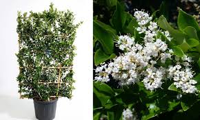 Japonicum, japanese or wax privet. Ligustrum Japonicum Texanum Japanese Privet Texanum Espalier Garden Plants Online