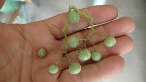 Image result for Solanum tettense