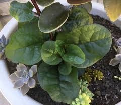 Basella Rubra Malabar Spinach Plant Leaves Succulents Malabar Spinach