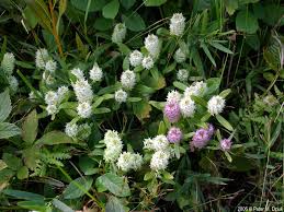 Image result for Polygala marensis