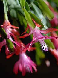 Schlumbergera Bridgesii Christmas Cactus World Of Succulents Christmas Cactus Orchid Cactus Cactus