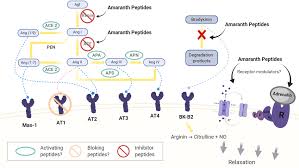 Check spelling or type a new query. Frontiers Amaranth As A Source Of Antihypertensive Peptides Plant Science