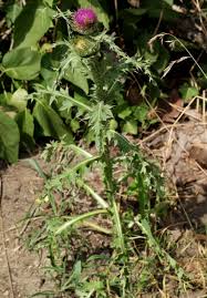 Image result for Carduus nyassanus