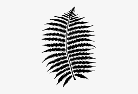 Jungle Vector Ferns Fern Png 325x480 Png Download Pngkit Download transparent fern png for free on pngkey.com. jungle vector ferns fern png