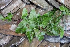 Image result for Tectaria angelicifolia