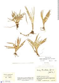 Image result for Tristicha