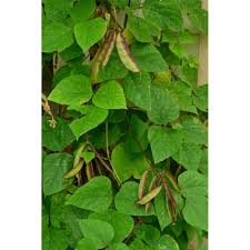 Image result for Lablab purpureus