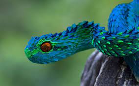 Weird And Wonderful Animals Beautiful Snakes African Bush Viper Colorful Snakes