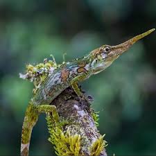 Image result for Anolis scypheus