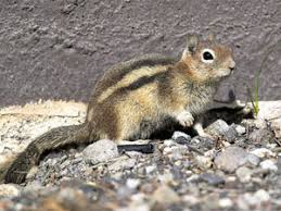 Follow all manufacturer safety warnings when using any repellent product chipmunks are ground feeders and are attracted to seed spilled from bird feeders. How To Get Rid Of Ground Squirrels Humane And Risky Options