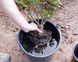 Hier sind die wichtigsten pflanztipps. Pflanz Pflegeanleitung Fur Rosen Native Plants