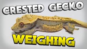 Weighing The Crested Geckos April 2019 Growth Update