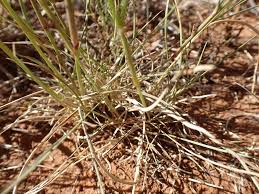 Image result for Aristida congesta