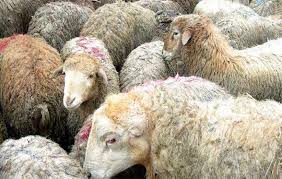 نتیجه تصویری برای تب برفکی