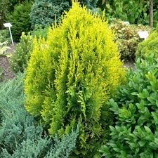 Image result for Platycladus orientalis