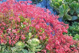 Image result for Kalanchoe rotundifolia