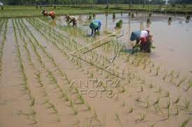 Proses awal penanaman padi hidroponik atau hidroganik dengan bahan kotoran kambing,kotiran ayam dan arang cara menanam padi disawah dan mendaut benih padi divideo setelah mendaut pari atau jangan salah sangka, selain maju dari segi teknologinya, ternyata jepang juga maju dalam. Menanam Padi Hasil Teknologi Nuklir Di Purbalingga Antara Jateng