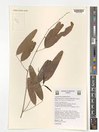 Image result for Sphenostylis