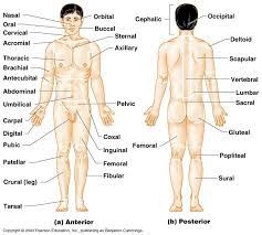 Labeled areas of the back. Anatomy Body Regions Human Anatomy Quizizz
