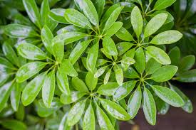 カポック シェフレラ の育て方 剪定や植え替え 挿し木の方法は Horti ホルティ By Greensnap