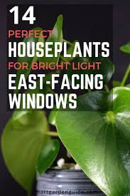 Leaf burn typically occurs after a plant has been relocated to a brighter location, or if the weather has changed and suddenly the window is full of a much brighter, more. Houseplants For Bright Light And East Facing Windows In 2020 Window Plants Indoor Window Plants House Plants Indoor