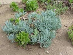 Image result for Senecio greenwayi