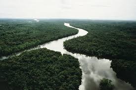 Tropical rainforests are characterized by the presence of tall trees and a warm and wet climate. Land Biomes Tropical Rainforests