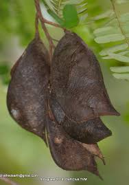 Image result for Caesalpinia sappan