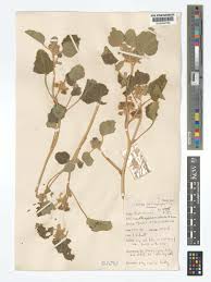 Image result for Chrozophora plicata