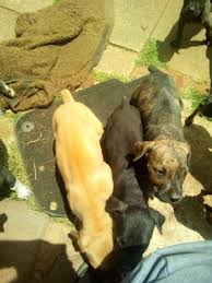 If you want reliability, energy, protection, obedience and all you've ever thought of in a dog, then get a mighty boerboel! Boerboel Puppy Springs Dogs Puppies Public Ads 116124