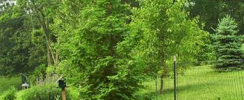 Metasequoia Species Dawn Redwood Metasequoia Glyptostroboides