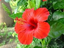 Pin On Flores De Papel