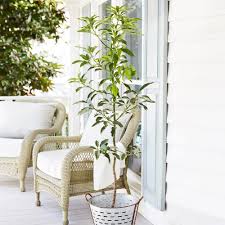 They can grow to between 20 and 40 feet, but are quite happy if. Cold Hardy Avocado Trees For Sale Brighterblooms Com